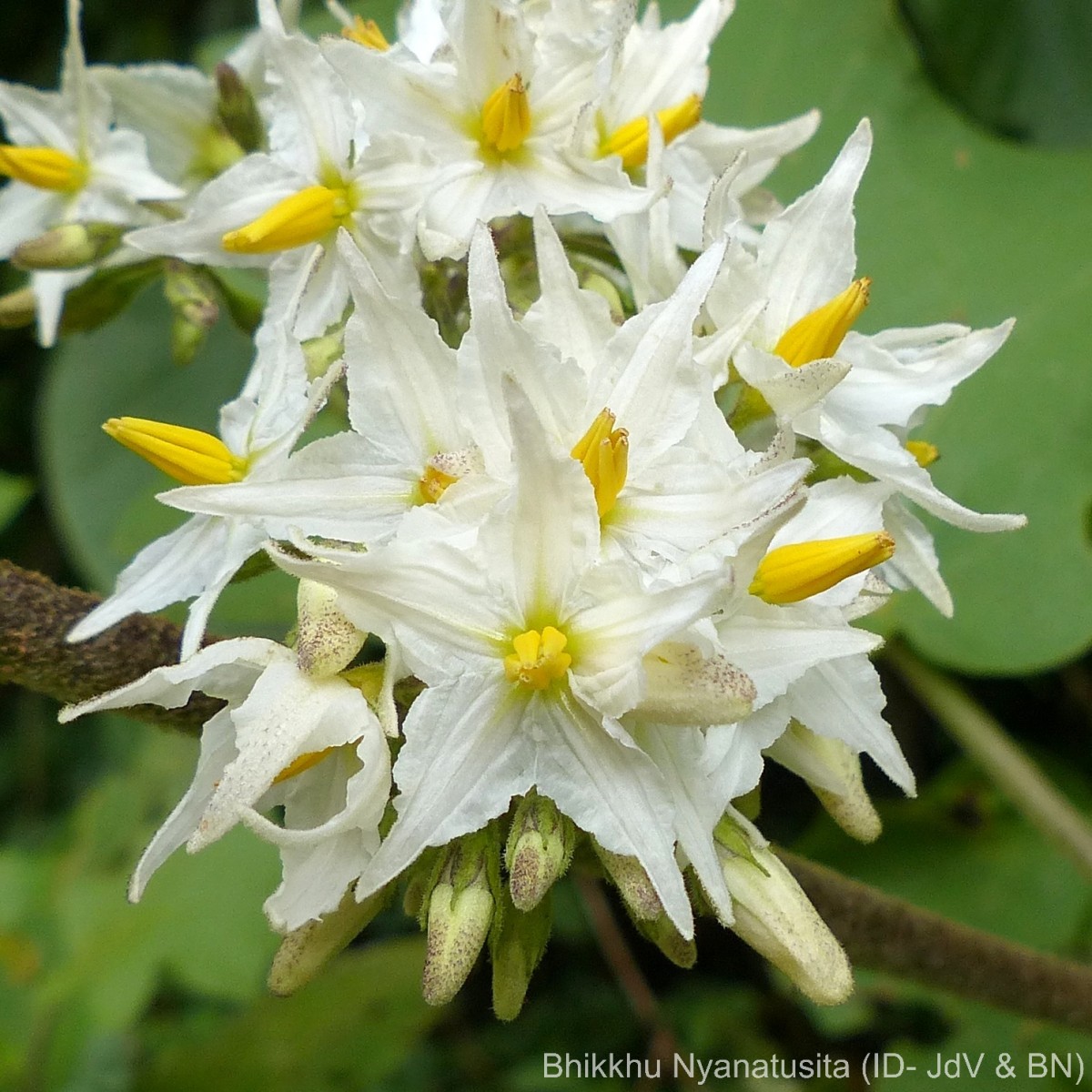 Solanum torvum Sw.